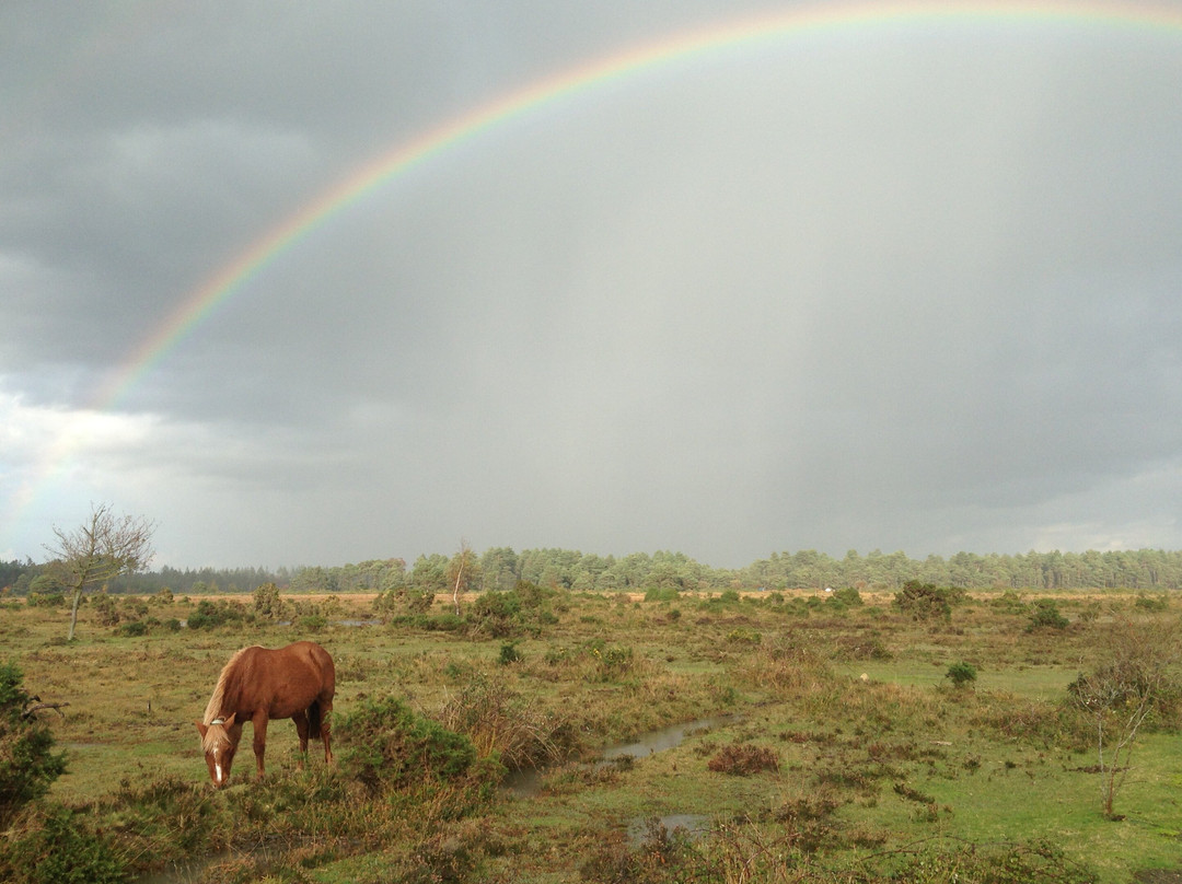 Wild New Forest Guided Tours景点图片