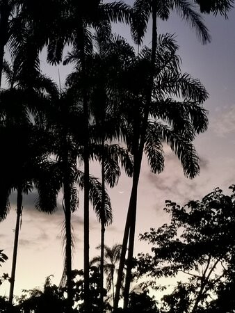 Tour Cuyabeno - Canangueno Lodge景点图片