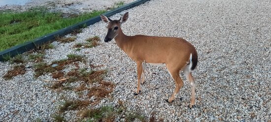 Old Wooden Bridge Marina主图