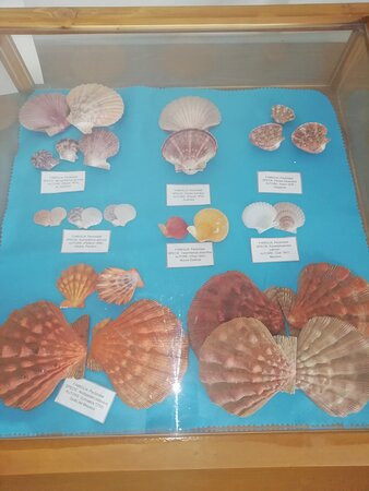 Museo delle Conchiglie-Roseto Capo Spulico必去景点