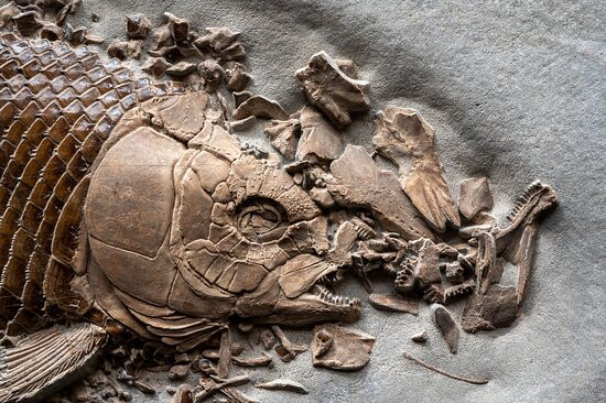 Urweltmuseum Bodman-Bodman-Ludwigshafen必去景点