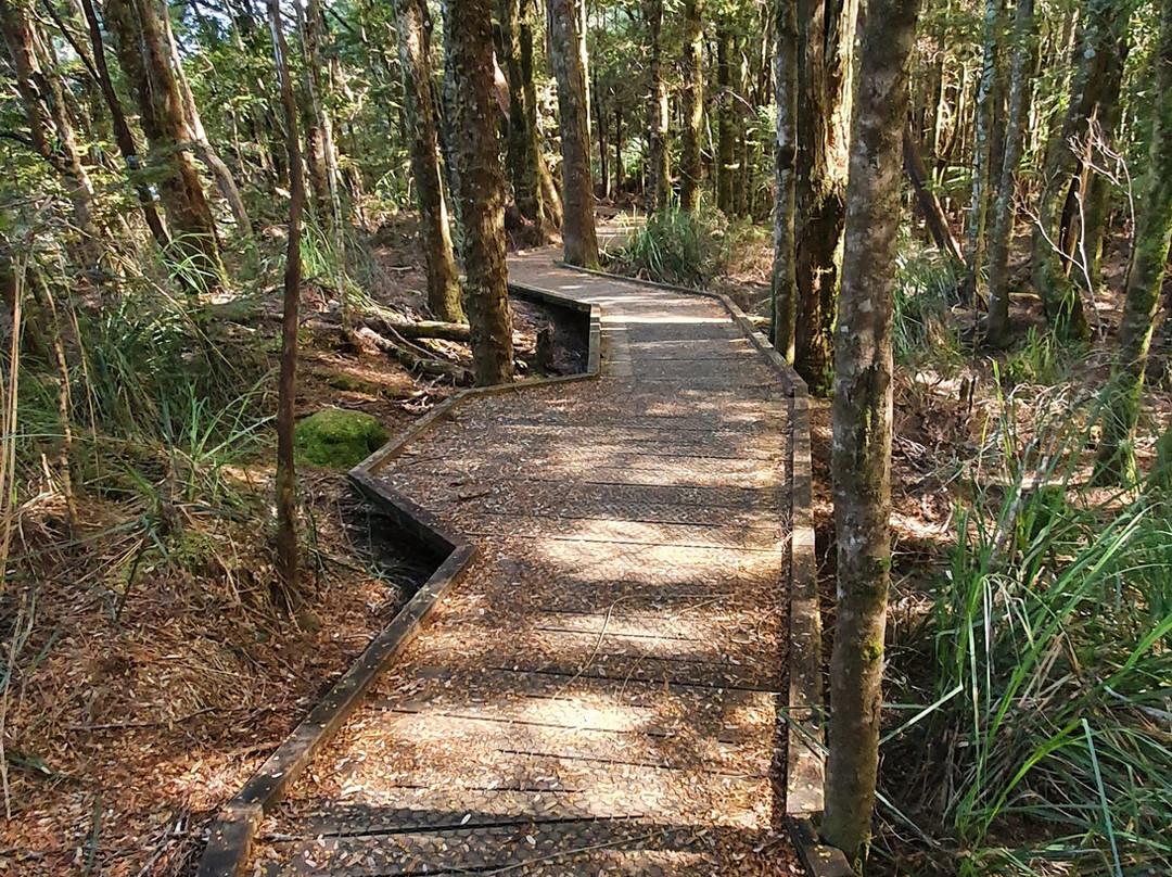 Huon Pine Walk-Corinna必去景点