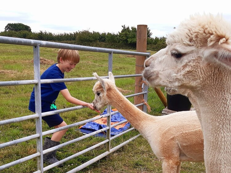 Pickney Farm Alpacas景点图片