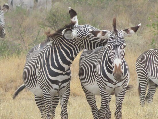 Shaba National Reserve-桑布鲁国家保护区必去景点
