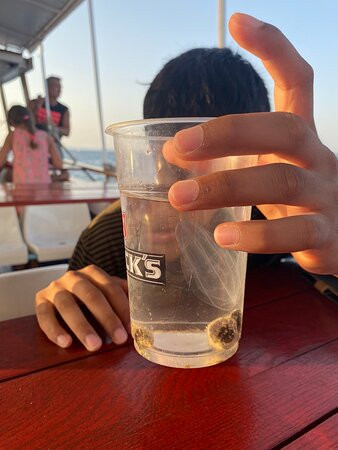 Kika Excursion Brijuni Pula-普拉必去景点