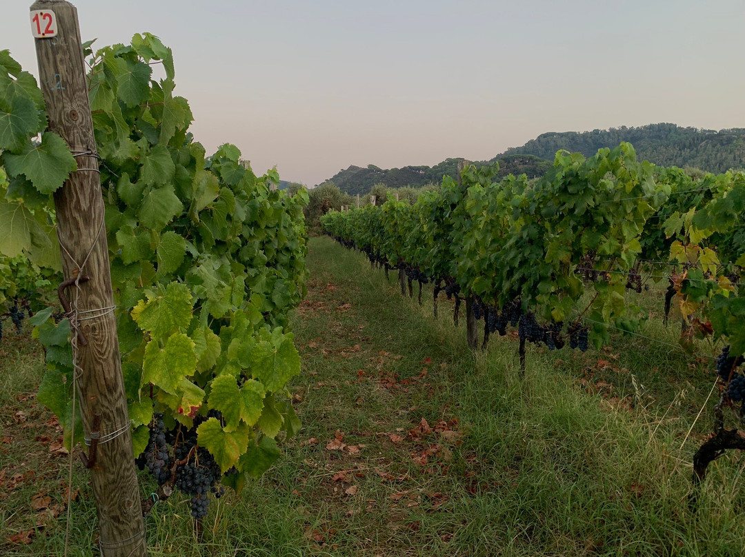Azienda Agricola "Soprano di Sindaro"景点图片