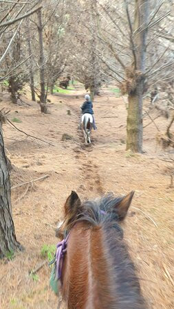 Muriwai Beach Horse Treks景点图片