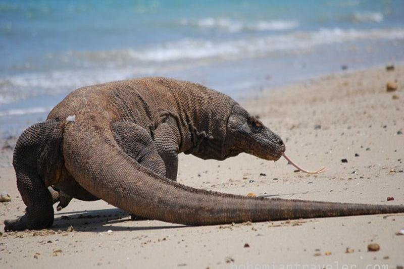Komodo Adventure Tours