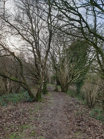 Clements' Wood景点图片