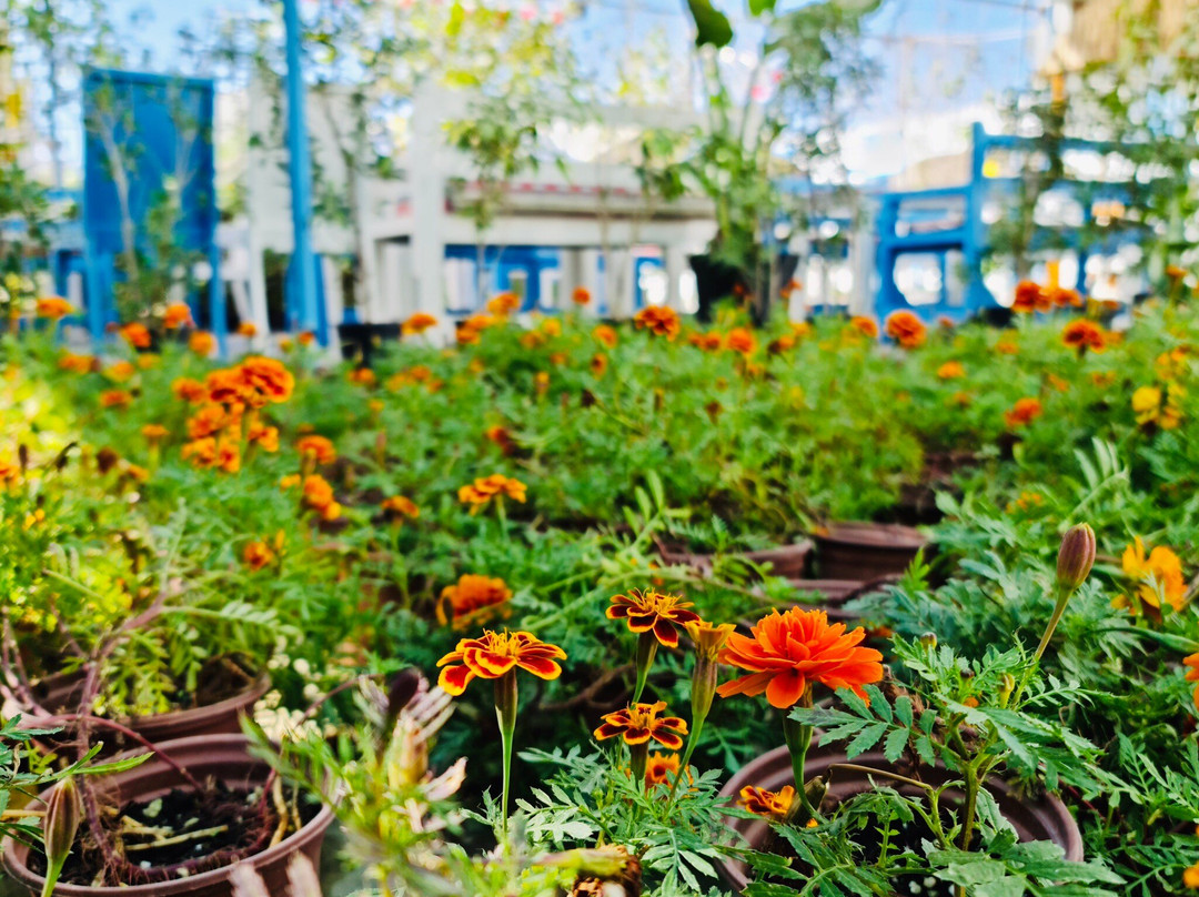 Budaiya旅游攻略图片