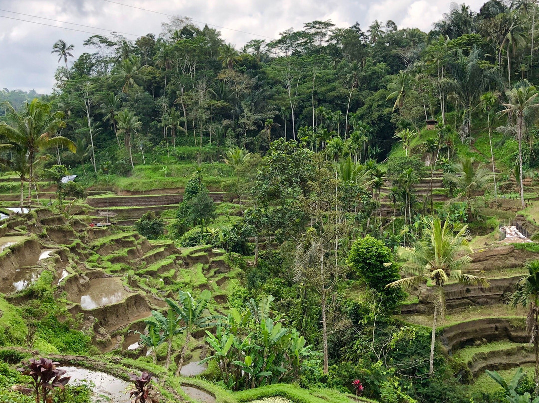 Putu Raka - Private Day Tours-登巴萨必去景点