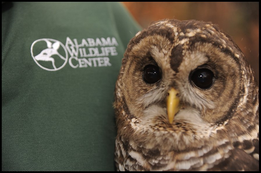 Alabama Wildlife Center景点图片