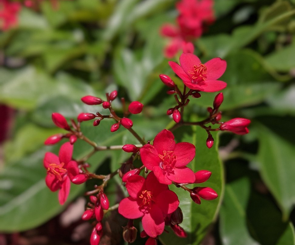 San Pablo Catholic Church-马拉松必去景点