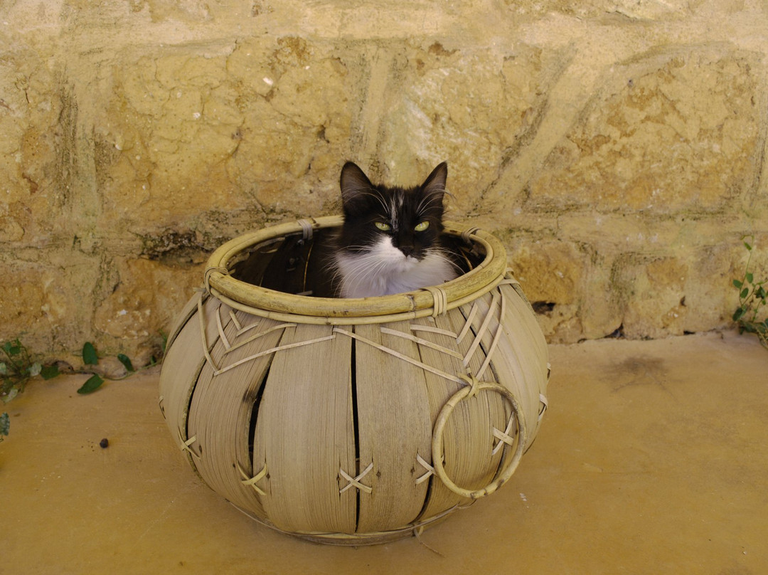 Masseria Galatea Agriturismo主图
