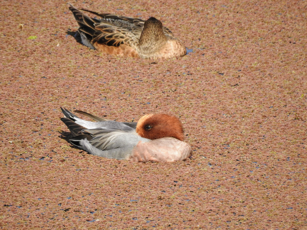 Nandur Madhyameshwar Bird Sanctuary景点图片