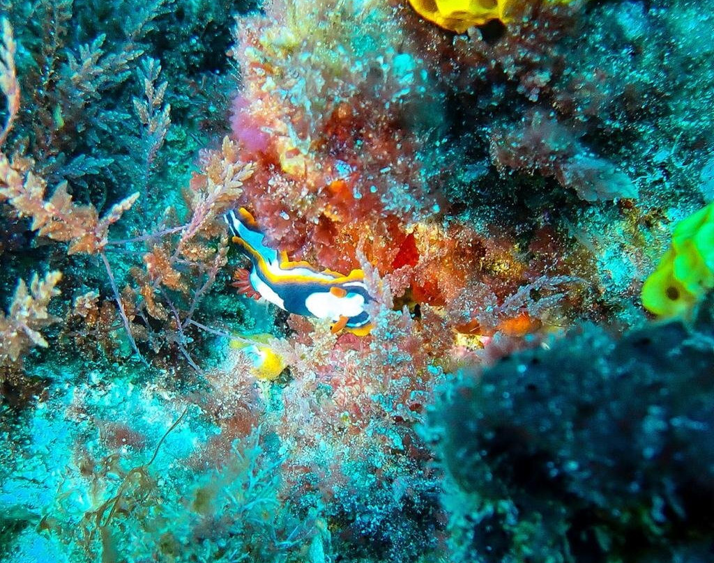 Bremer Bay Dive景点图片