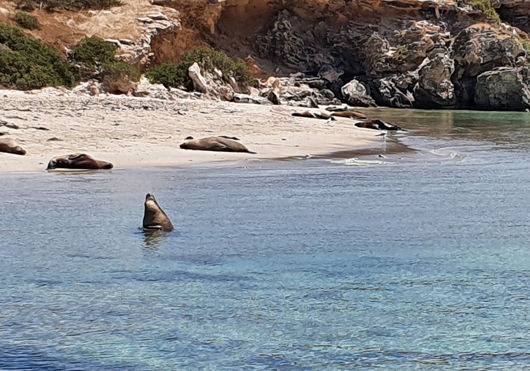 Shoalwater Islands Marine Park景点图片