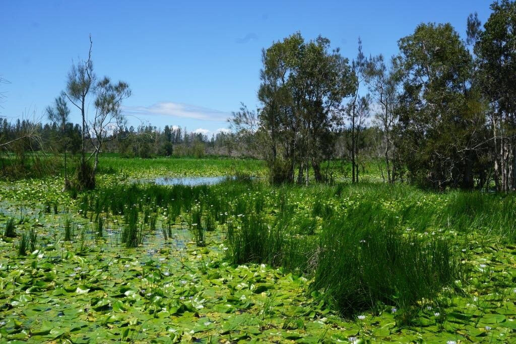 Cattai Wetlands景点图片