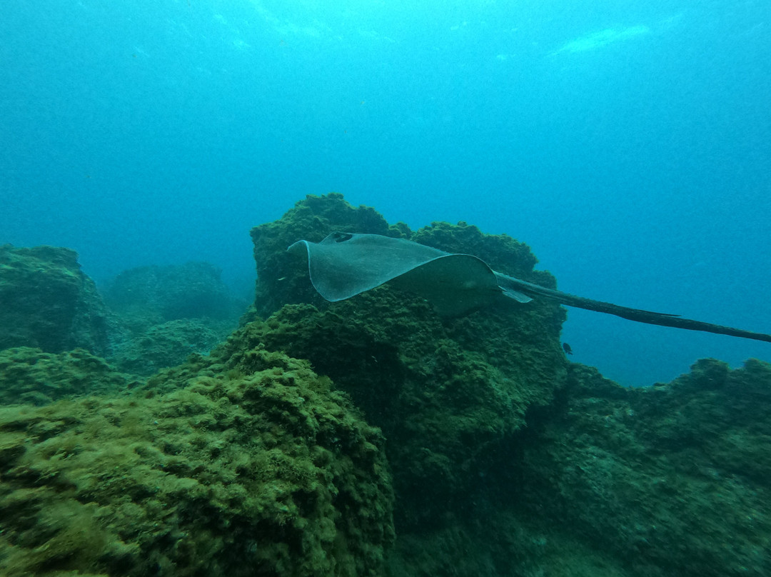 Dive Tenerife景点图片