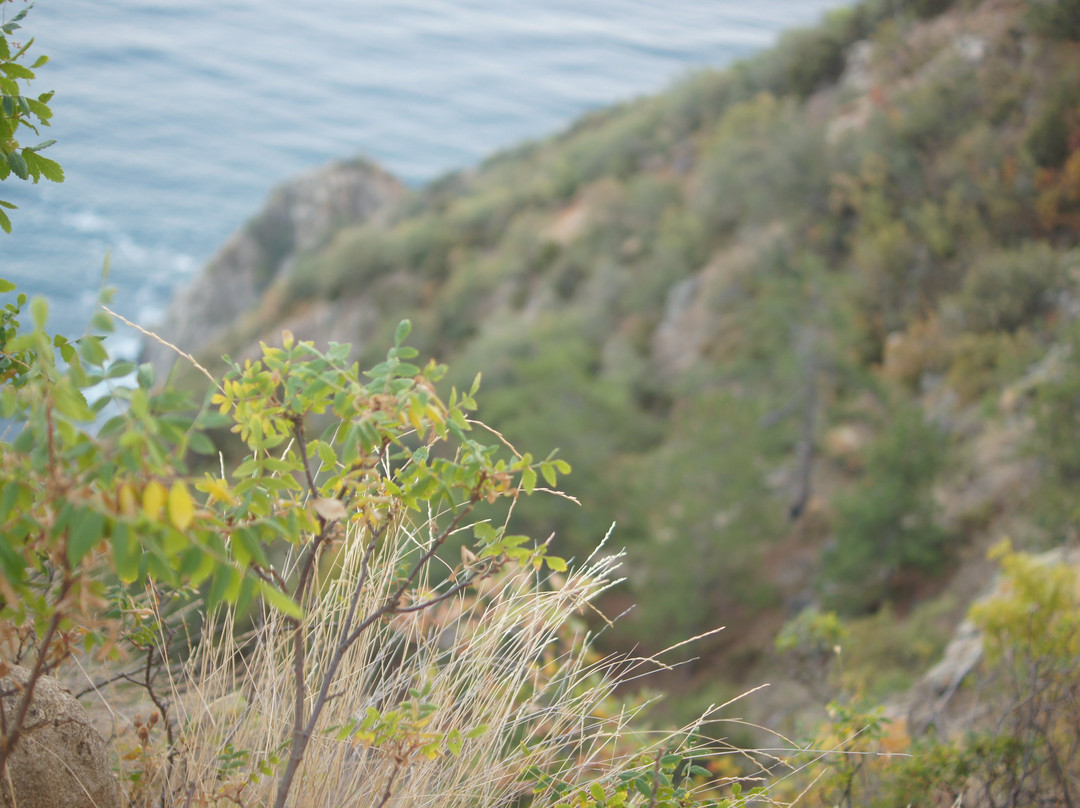 Park of Health Resort Crimea-Partenit必去景点
