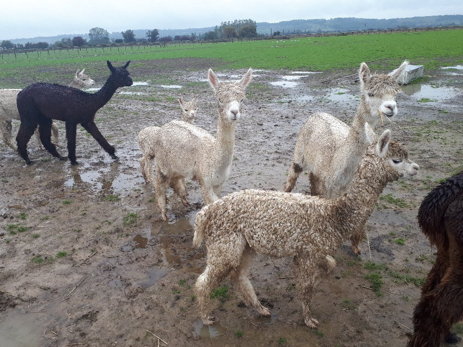 Alpaca Annie景点图片