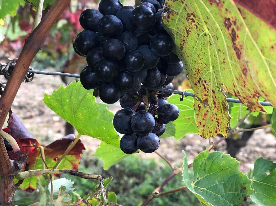 Domaine de Pied-Flond景点图片