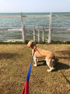 梭鱼海滩度假村主图