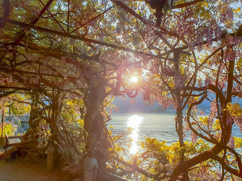 Lake Como Driver-特雷梅佐必去景点