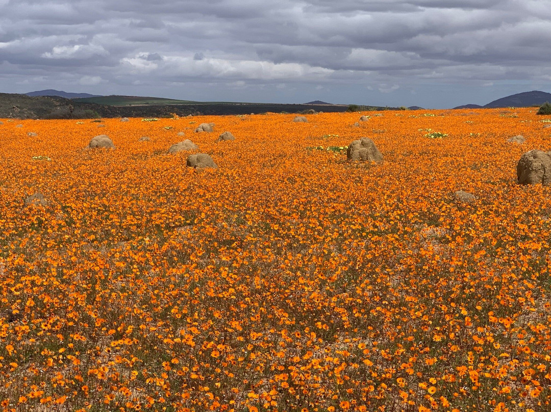 Skilpad Wild Flower Reserve-Garies必去景点