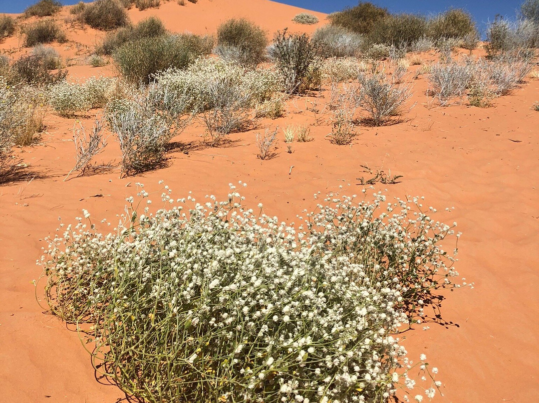 Big Red Sand Dune-Birdsville必去景点