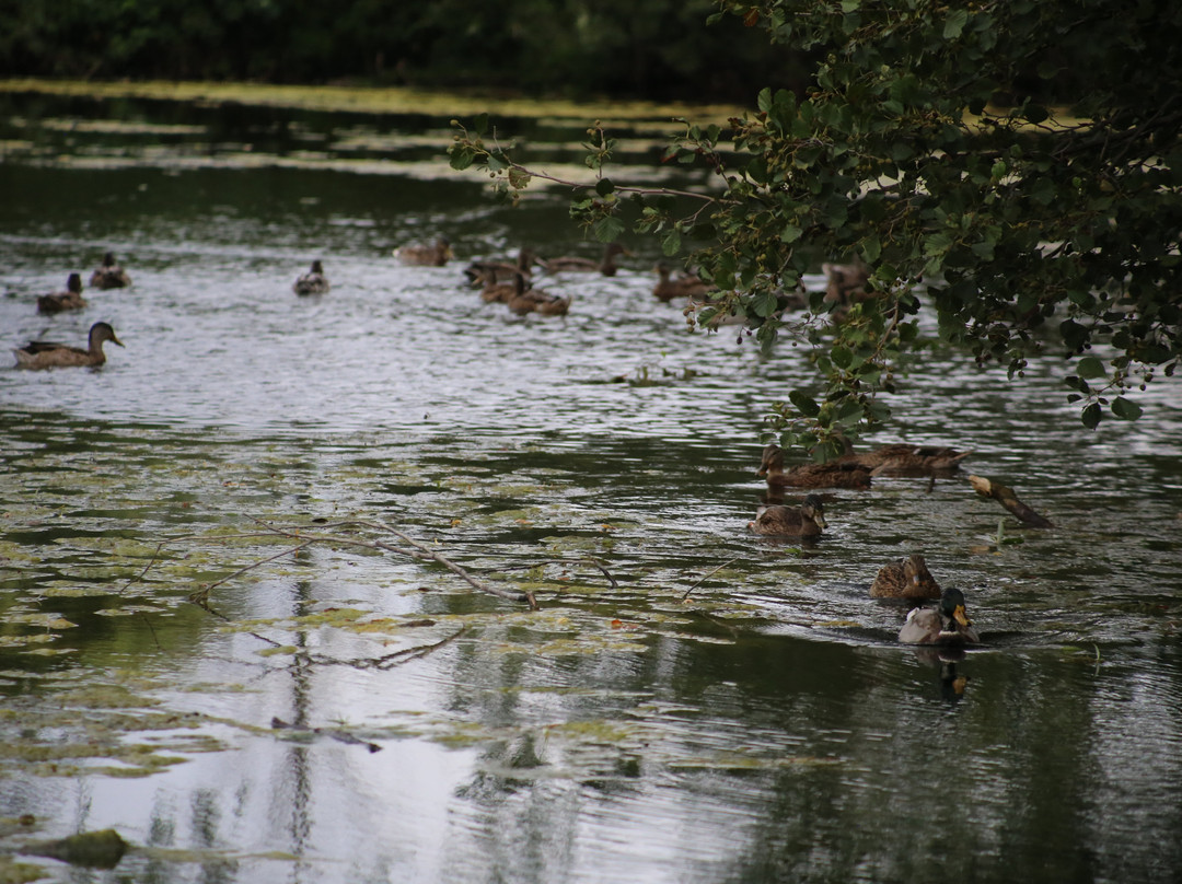 J.C. Saddington Park-米西索加必去景点