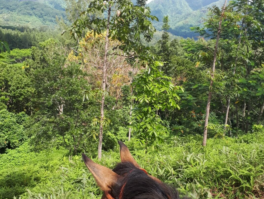 Ranch Opunohu Valley-马哈雷帕必去景点