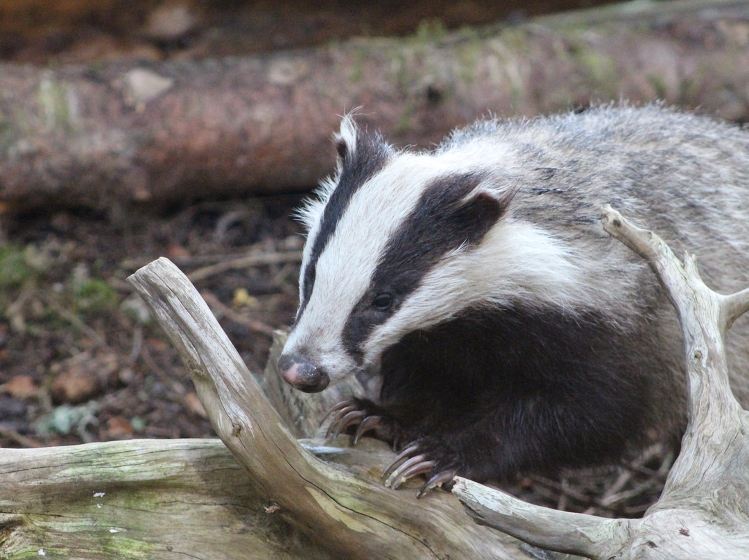 Speyside Wildlife-阿维莫尔必去景点