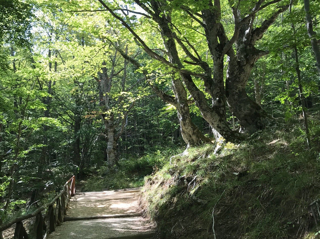 Monte Fumaiolo景点图片