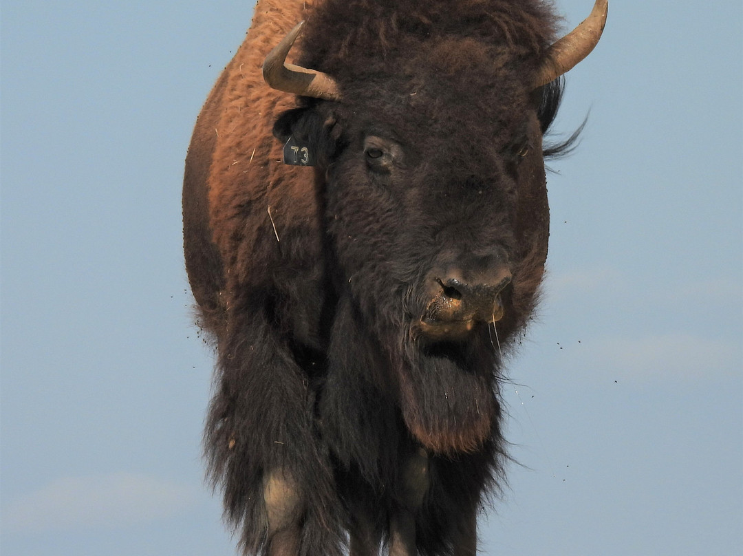 Duff Buffalo Ranch-Scott City必去景点