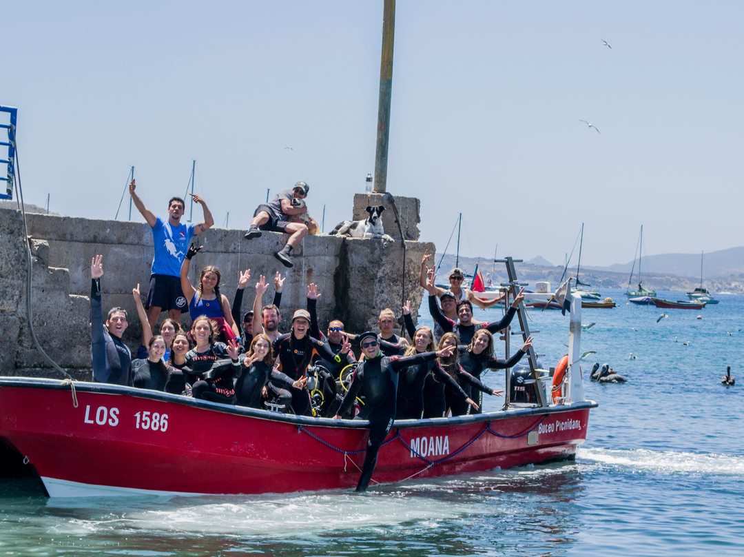 Buceo Pichidangui Dive Center-Pichidangui必去景点