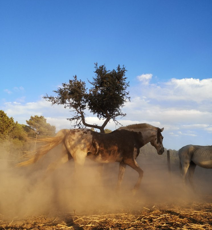Horses by the Beach景点图片