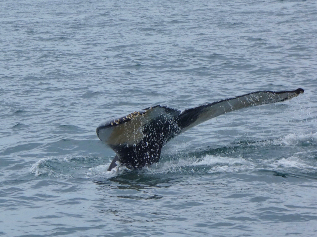 Brier Island Whale and Seabird Cruises-Westport必去景点