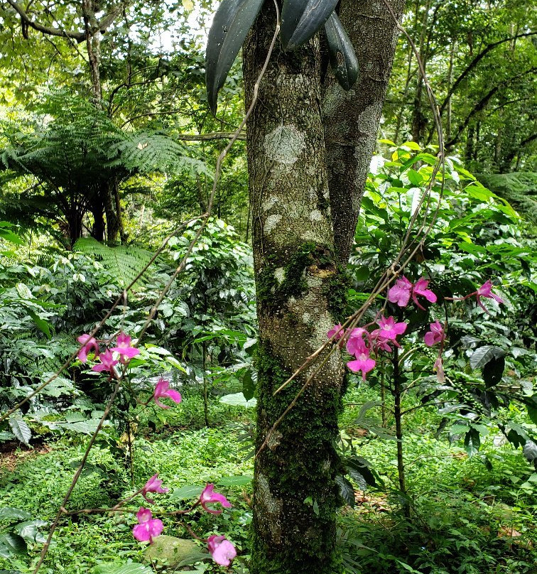 Rancho La Canada Organic Coffee Farm景点图片