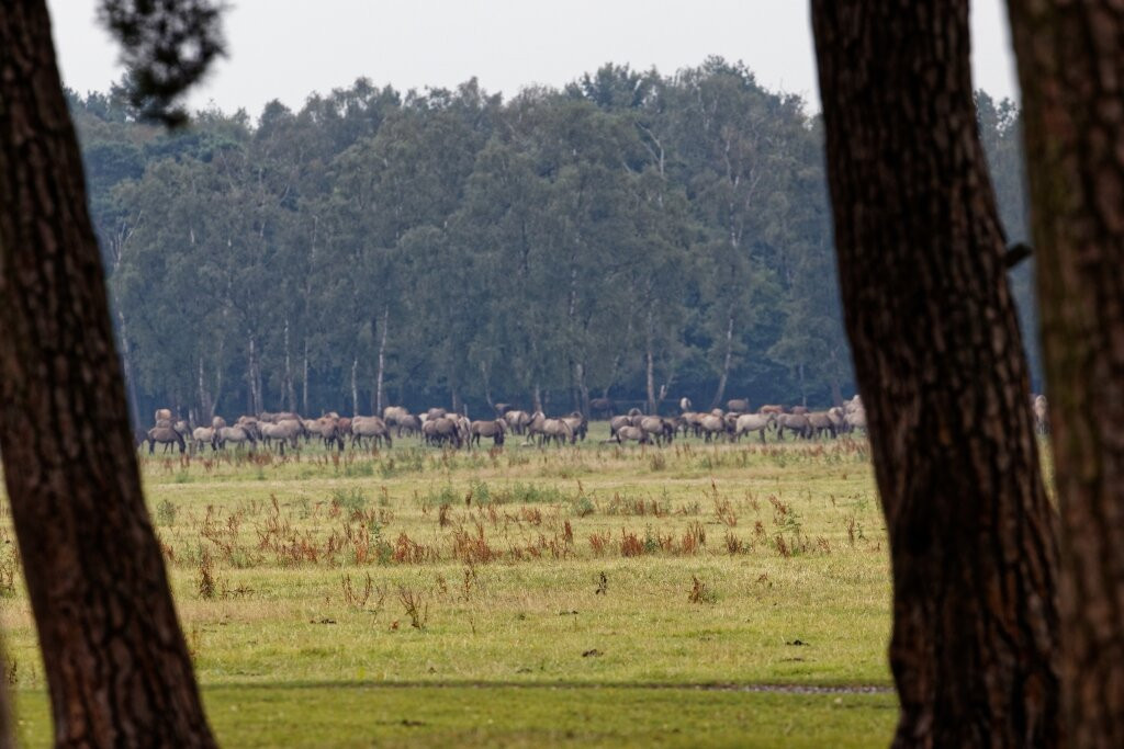 Wildpferdebahn im Merfelder Bruch景点图片