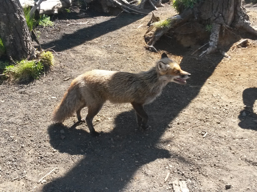 Etna Moving - Excursions & Trekking景点图片