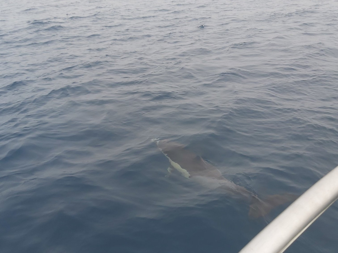 Ludyesfera-塞新布拉必去景点