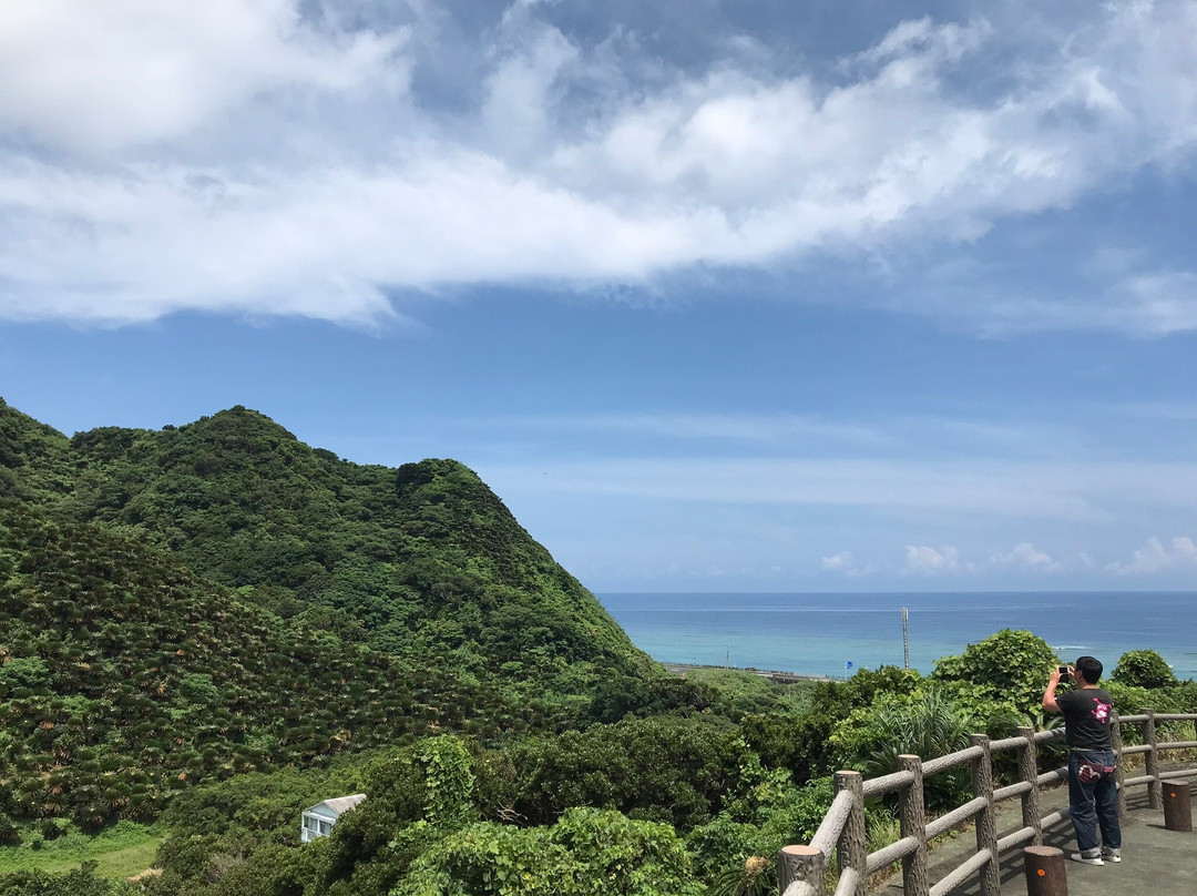Natural Habitat of Musa Basjoo and Sago Palm-龙乡町必去景点