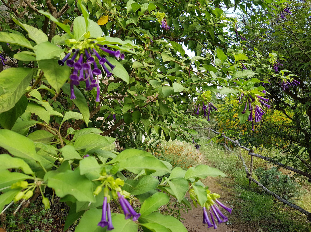 Giardino Botanico Lama degli Ulivi-莫诺波利必去景点