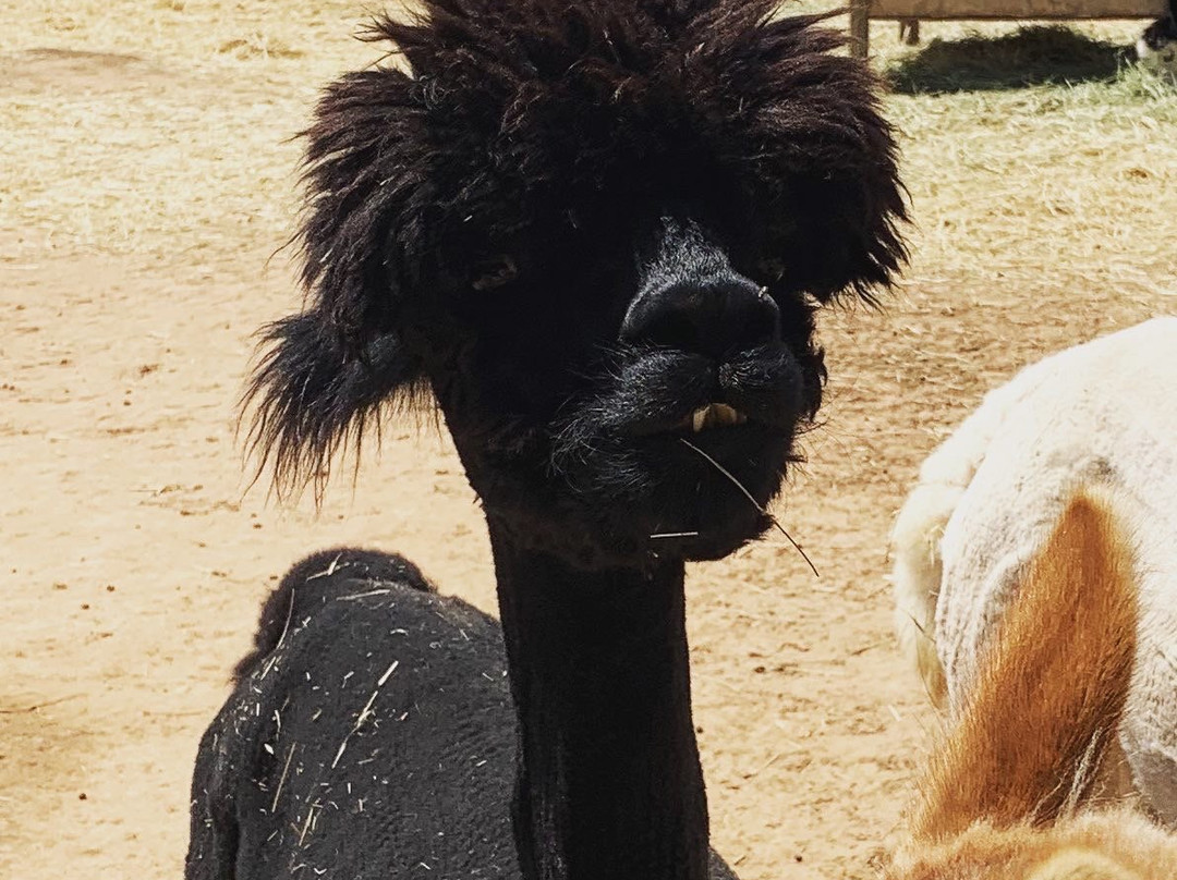 Hollywick Farms-Sandia Park必去景点