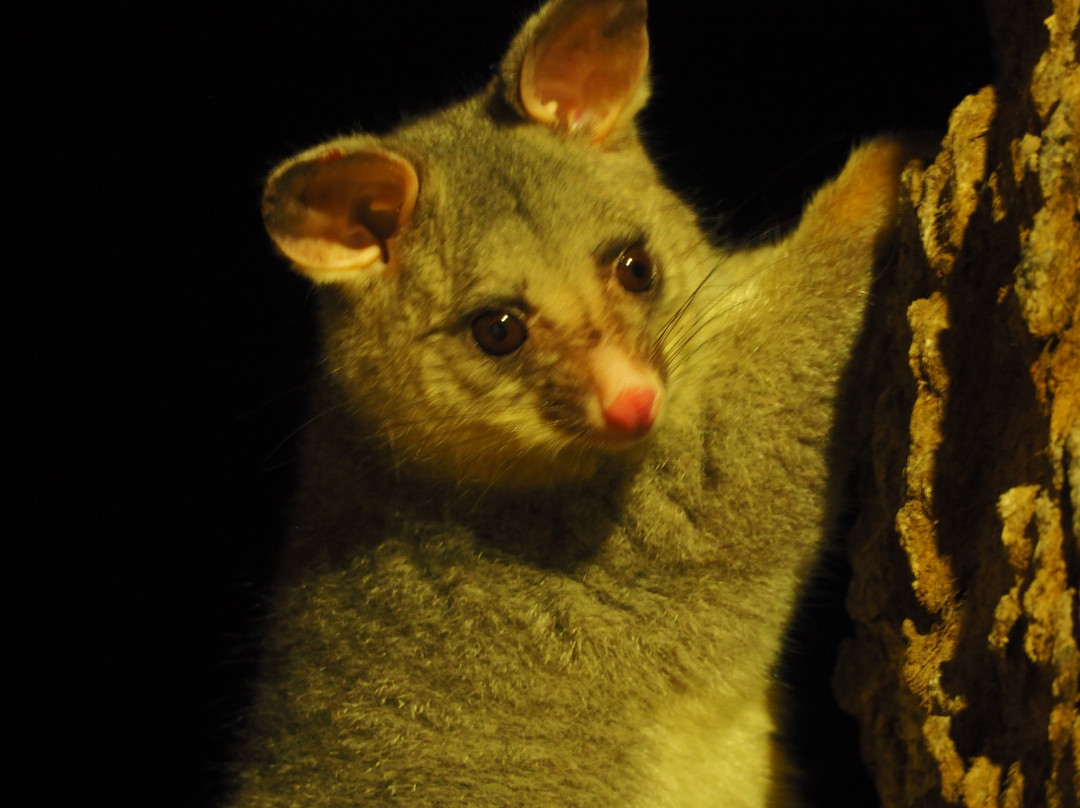 Possum Parade-Renmark必去景点