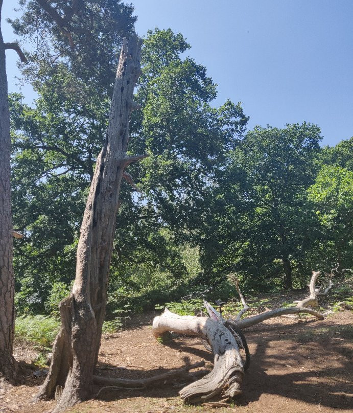 RSPB The Lodge Nature Reserve景点图片
