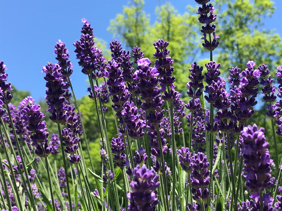 Peace Valley Lavender Farm景点图片