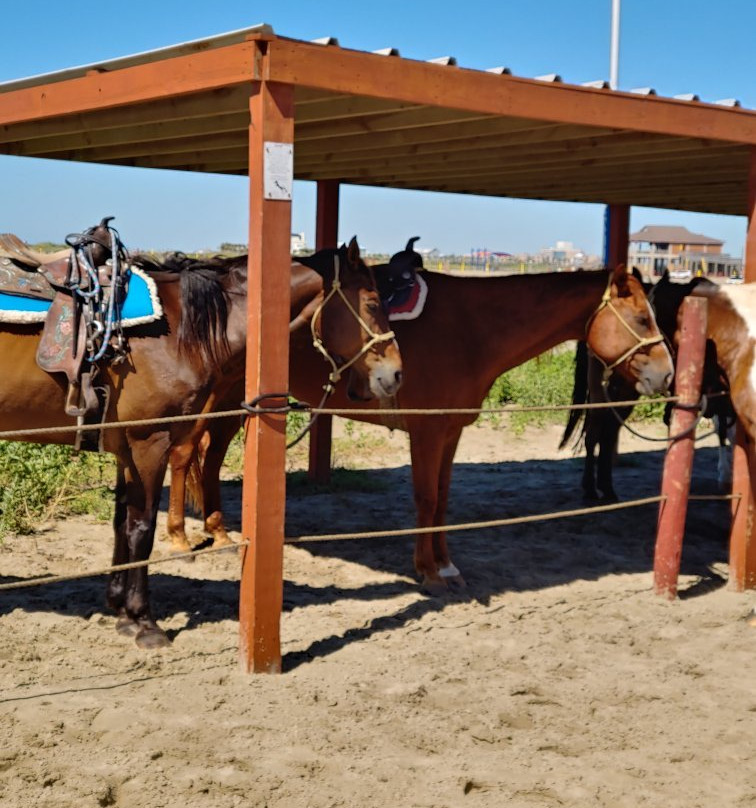 Galveston Island Horse & Pony Rides-加尔维斯顿岛必去景点