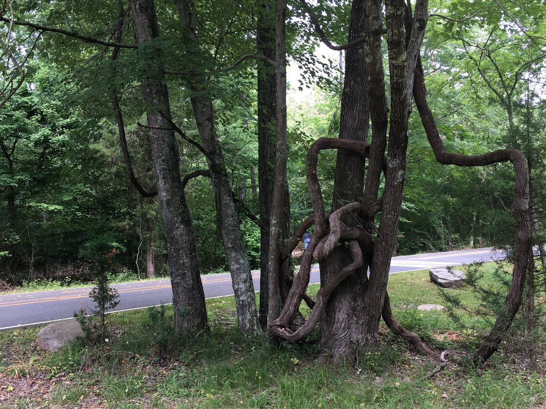 Prince William Forest Park景点图片